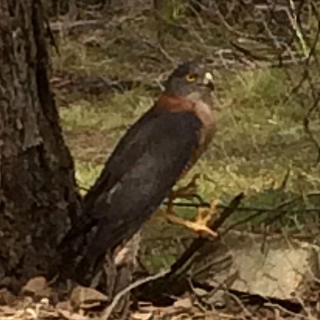 Interrupted in the workshop by one of my chickens making an alert sound for ages. It appears someone may have eaten her only chick! The chook had the hawk bailed up against the fence! There must be a hole in the hawk proof enclosure! I've locked the chooks up but now have to work out how to get this beautiful bird out